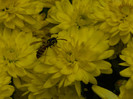 DSCN8637
