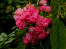 DSCN8696