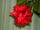 DSCN8704