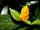 DSCN8707