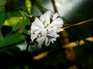 DSCN8549