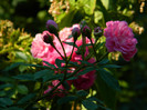 DSCN8554