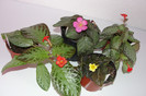 episcia Suomi  episcia Silvans Beauty  episcia Pink Panter  episcia Litle Prince