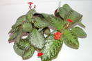 episcia Litle Prince episcia Silvans Beauty