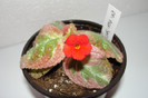 episcia Pink Satin