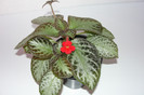 episcia Harlequine