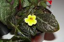episcia Suomi