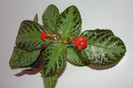 episcia Silvans Beauty