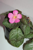 episcia Pink Panter