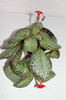 episcia Litle Prince