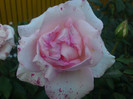 DSC01208