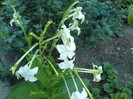 septembrie 2012 024