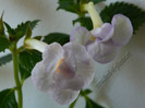 Achimenes Icy Volga