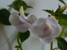 Achimenes Icy Volga