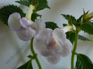Achimenes Icy Volga