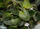 DSCN8732