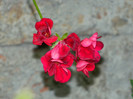 DSCN8740