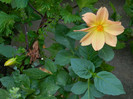 DSCN8745