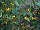 DSCN8762