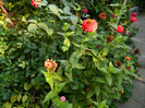 DSCN8763