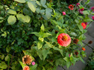 DSCN8764