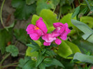 DSCN8775