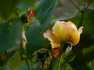 DSCN8778