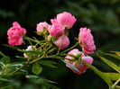 DSCN8790