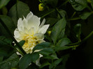 DSCN8792