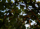 DSCN8801