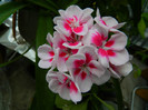 DSCN8804