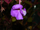 DSCN8811