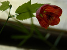 DSCN8814