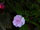 DSCN8836