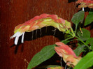 DSCN8838