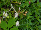 DSCN8862