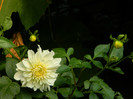 DSCN8863