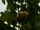 DSCN8867