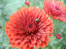 Terracotta Chrysanth (2012, Oct.10)