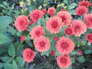 Terracotta Chrysanth (2012, Oct.10)