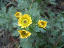 Chrysanth Picomini Yellow (2012, Oct.10)