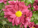 Purple & Yellow Chrysanth (2012, Oct.11)