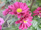 Purple & Yellow Chrysanth (2012, Oct.11)