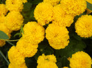 Yellow Chrysanthemum (2012, Oct.11)