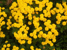 Yellow Chrysanthemum (2012, Oct.11)