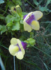 Torenia Gilded Grape (2012, Oct.10)