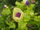 Torenia Gilded Grape (2012, Oct.10)