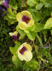 Torenia Gilded Grape (2012, Oct.11)