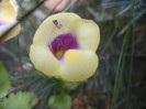 Torenia Gilded Grape (2012, Oct.11)