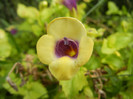 Torenia Gilded Grape (2012, Oct.11)